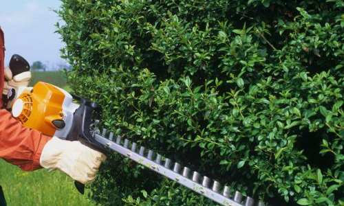 Taille de haies interdite, que dit la loi ?