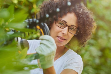 Taille de haies interdite, que dit la loi ?